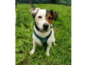 Patch - Male Jack Russell Terrier Photo
