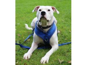 Nigel - Male American Bulldog Cross Photo