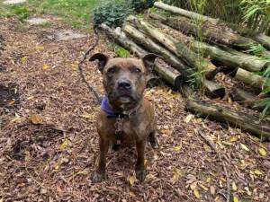 Tanna - female Staffordshire Bull Terrier Photo