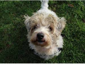 BOWIE - Jack Russell Terrier Photo