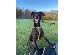 Nero - Male Lurcher Photo