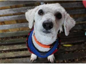 MARLEY - Bichon Frise Photo