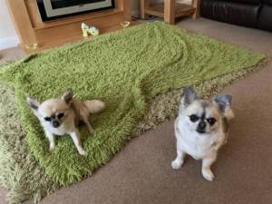 Peggy - Female Chihuahua (Long Coat) Photo