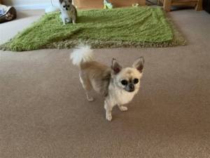 Pablo - Male Chihuahua (Long Coat) Photo