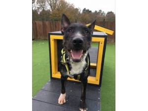 Brian - Male Terrier: English Bull Photo
