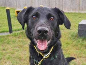 Caleb - Male Lab Cross Photo