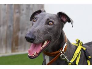 Mr Blue Sky - Male Lurcher Photo