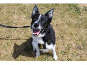 Rafa - Male Border Collie Photo