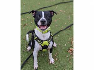 Prince *reserved* - Male Staffordshire Bull Terrier Photo