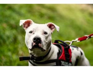 - Staffordshire Bull Terrier Photo