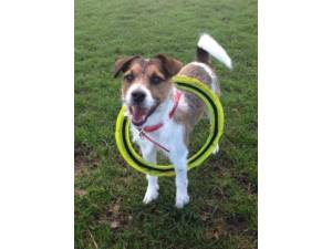 Milo - Male Jack Russell Terrier Photo
