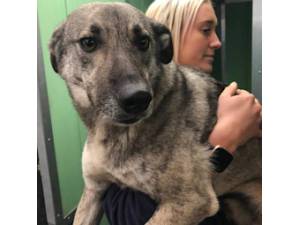 Grivei - Male Cross Breed Photo