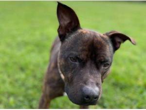 ROCKY - Staffordshire Bull Terrier Photo