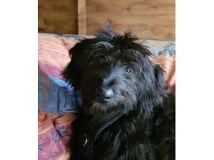 Sophie - Female Crossbreed Photo