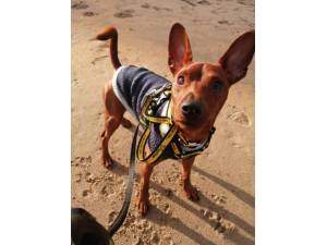 Jack - Male Miniature Pinscher Photo