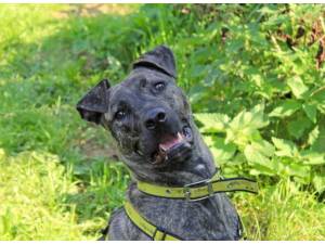 Sarah - Female Staffordshire Cross (SBT) Photo