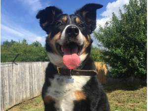 Rue - Male Border Collie Photo