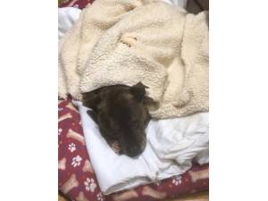 Bryson - Male Terrier (Staffordshire Bull) Photo