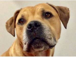 GIZZY - Staffordshire Bull Terrier Photo