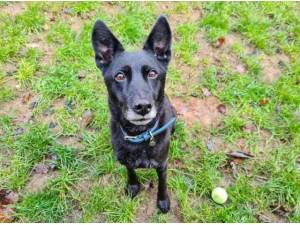 SASHA - German Shepherd
crossbreed Photo
