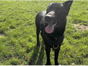 BUSTER - Crossbreed/Unknown Photo