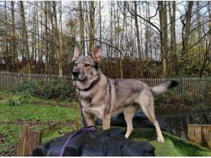 TIA - German Shepherd
crossbreed Photo