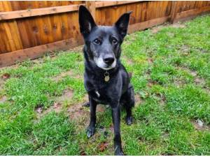 JANA - German Shepherd
crossbreed Photo
