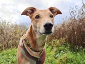 Jake - Male Lurcher Photo
