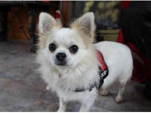 GARY - Chihuahua (Long coat) Photo