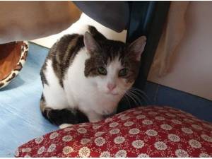 LENNOX - Domestic Shorthair
crossbreed Photo
