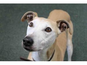 Hudson - Male Lurcher Photo