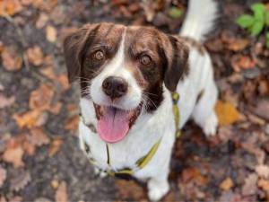 Jed - Male Spaniel: English Springer Photo
