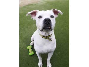 Tyler - Male American Bulldog Photo