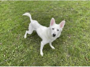 SASHA - Husky (Siberian)
crossbreed Photo