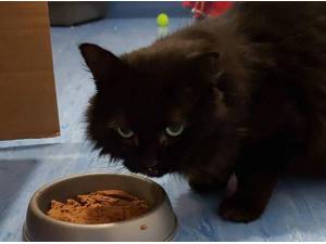 FLYNN - Domestic Shorthair
crossbreed Photo
