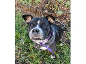 Roxy - Female Staffordshire Bull Terrier Photo