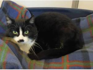 CHESTER - Domestic Shorthair
crossbreed Photo