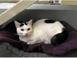 ANGEL - Domestic Shorthair
crossbreed Photo