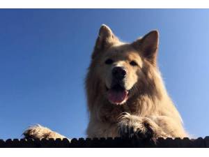 Teddy - Male German Shepherd Dog (GSD / Alsatian) Photo