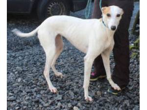 Diane - Female Sight Hound Photo