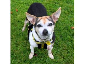 Buddy - Male Jack Russell Terrier (JRT) Photo