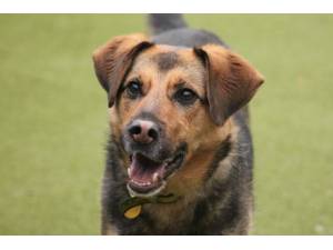Callie - Female German Shepherd Dog (GSD / Alsatian) Photo