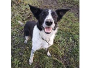 Jack - Male Collie Cross (Border) Photo