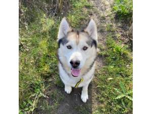 Kazen - Male Siberian Husky Photo