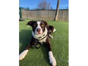 Macey - Female Collie Cross (Border) Photo
