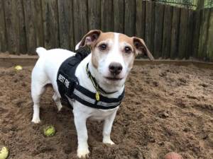 Nanook - Male Jack Russell Terrier (JRT) Photo