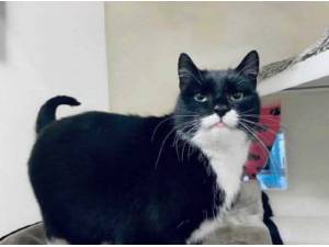 BOO - Domestic Shorthair
crossbreed Photo