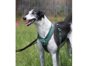 Rafiki - Male Greyhound Photo