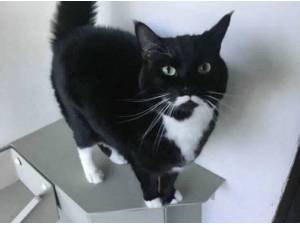 SIMBA - Domestic Shorthair Photo