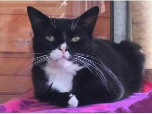 BEN - Domestic Shorthair
crossbreed Photo